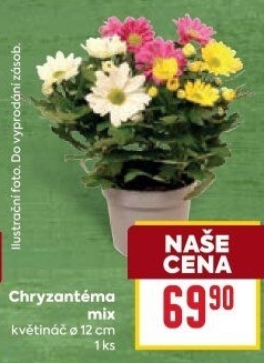 Chrysanthemum - Chryzantéma