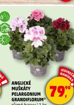 Muškáty / Pelargonie