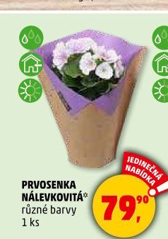 Primule - Petrklíč - Prvosenka