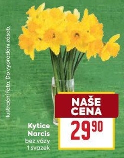 Řezané narcisky