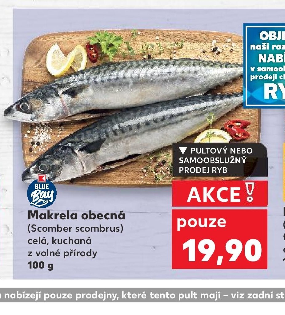 Makrela obecná