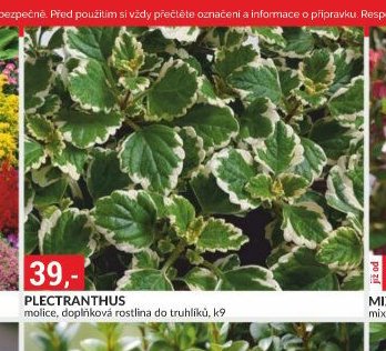 PLECTRANTHUS