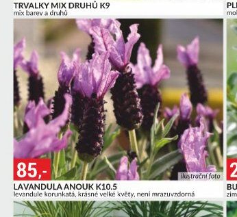 LAVANDULA ANOUK K10.5
