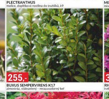 BUXUS SEMPERVIRENS K17
