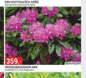 RHODODENDRON MIX