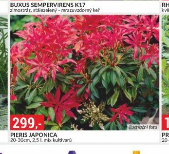 PIERIS JAPONICA