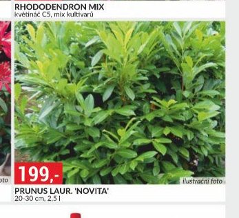 PRUNUS LAUR. 'NOVITA'