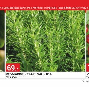 ROSMARINUS OFFICINALIS K14