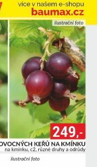 MIX OVOCNÝCH KEŘŮ NA KMÍNKU