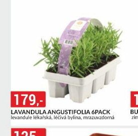LAVANDULA ANGUSTIFOLIA 6PACK
