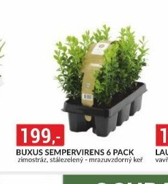 BUXUS SEMPERVIRENS 6 PACK