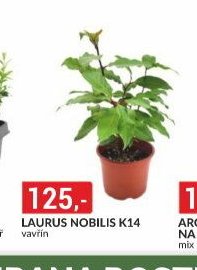 LAURUS NOBILIS K14