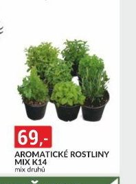 AROMATICKÉ ROSTLINY MIX K14