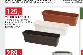 TRUHLÍK LOBELIA