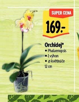 Orchidej*