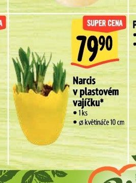 Narcis v plastovém vajíčku*