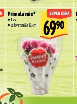 Primula mix*