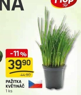 Bylinky v květináči