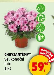 Chrysanthemum - Chryzantéma