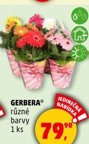Gerbera