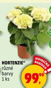 Hortenzie - Hydrangea