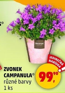 Campanula - Zvonek