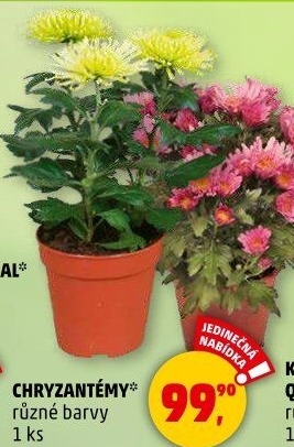 Chrysanthemum - Chryzantéma