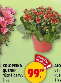 Kalanchoe - Kolopejka