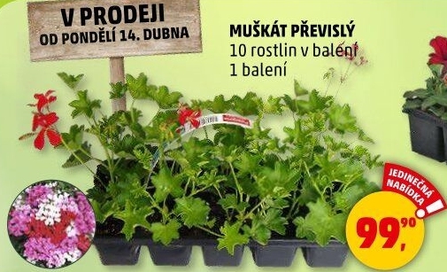 Muškáty / Pelargonie
