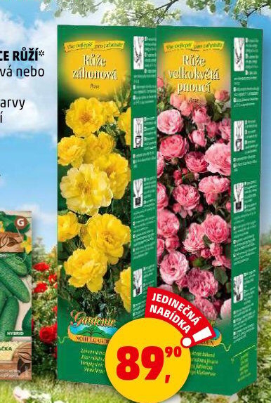 Sazenice růží Nohel Garden