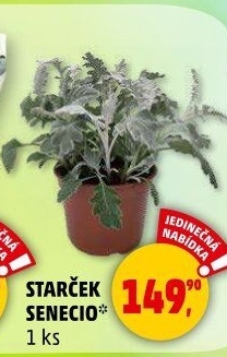 Senecio - Starček