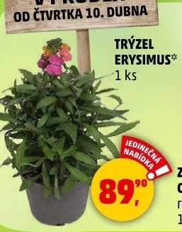 Trýzel - Erysimus