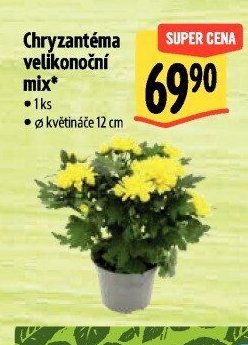 Chryzantéma velikonoční mix*