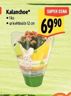 Kalanchoe*