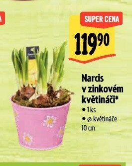 Narcis v zinkovém květináči*