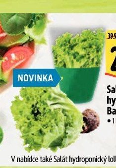 Salát hydroponický Batavia zelený