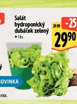 Salát hydroponický dubáček zelený