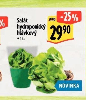 Salát hydroponický hlávkový