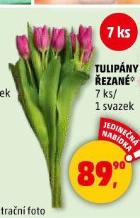 Řezané tulipány