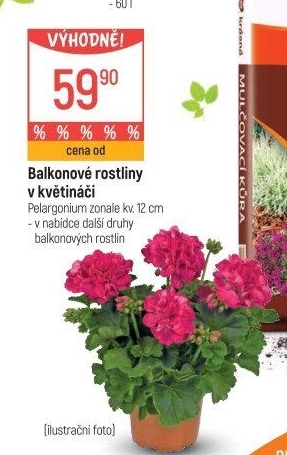 Balkonové rostliny