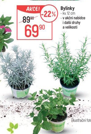 Bylinky v květináči