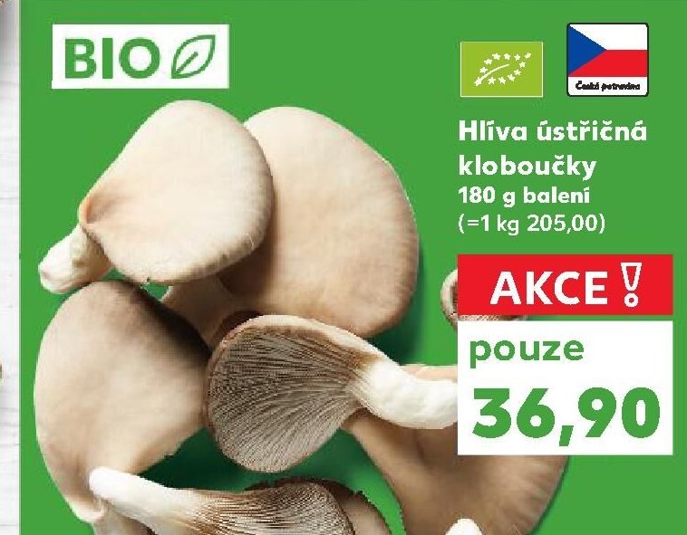Hlíva ústřičná kloboučky