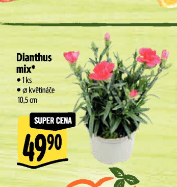 Dianthus - Hvozdík