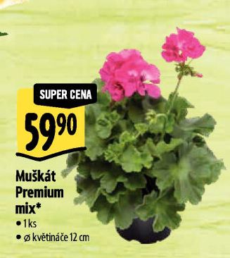 Muškáty / Pelargonie