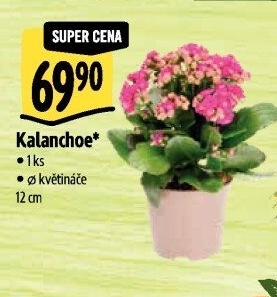 Kalanchoe - Kolopejka