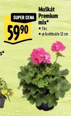 Muškáty / Pelargonie