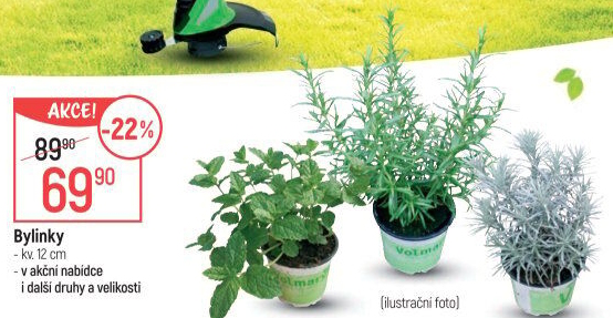 Bylinky v květináči