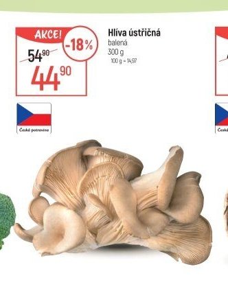 Hlíva ústřičná