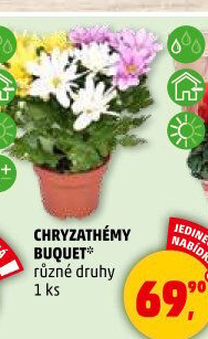 Chrysanthemum - Chryzantéma