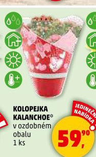 Kalanchoe - Kolopejka